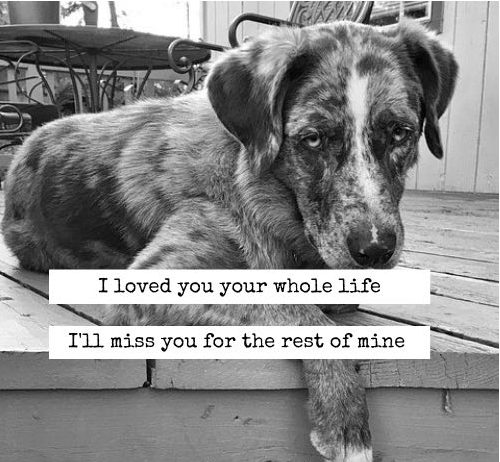Dog Passing Away Quotes