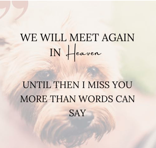Dog Passing Away Quotes