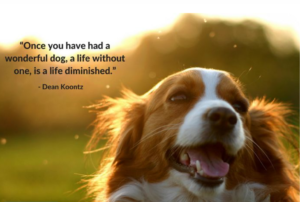 dog-heaven-quotes