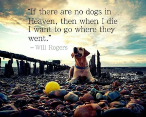 dog-heaven-quotes