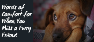  dog-heaven-quotes