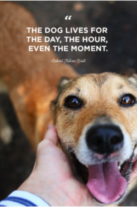 dog-humor-quotes