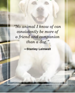 dog-memorial-quotes