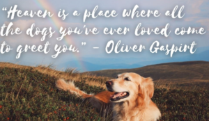 dog-sympathy-quotes