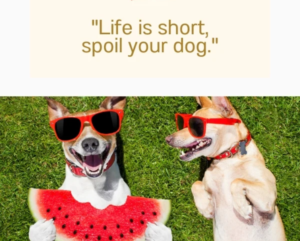 funny-quotes-about-dogs