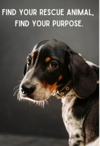 rescue-dog-quotes