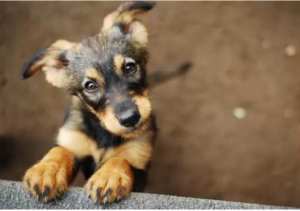 rescue-dog-quotes