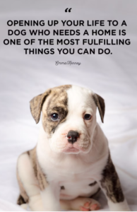 dog-family-quotes