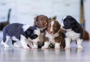 dog-grooming-quotes