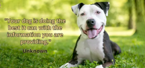 dog-training-quotes