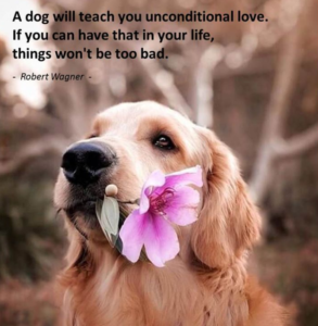 dogs-unconditional-love-quotes