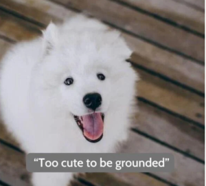 funny-dog-quotes-for-instagram
