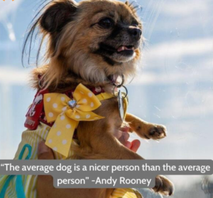 funny-dog-quotes-for-instagram