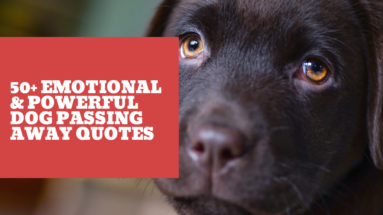 Dog Passing Away Quotes