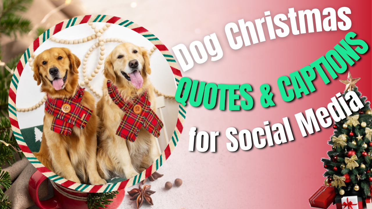 dog-christmas-quotes